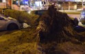 Baum auf PKWs Koeln Mitte Rheinuferstr Goldgasse P031